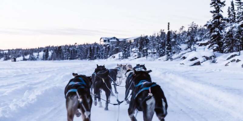 Dog Sledding Trips