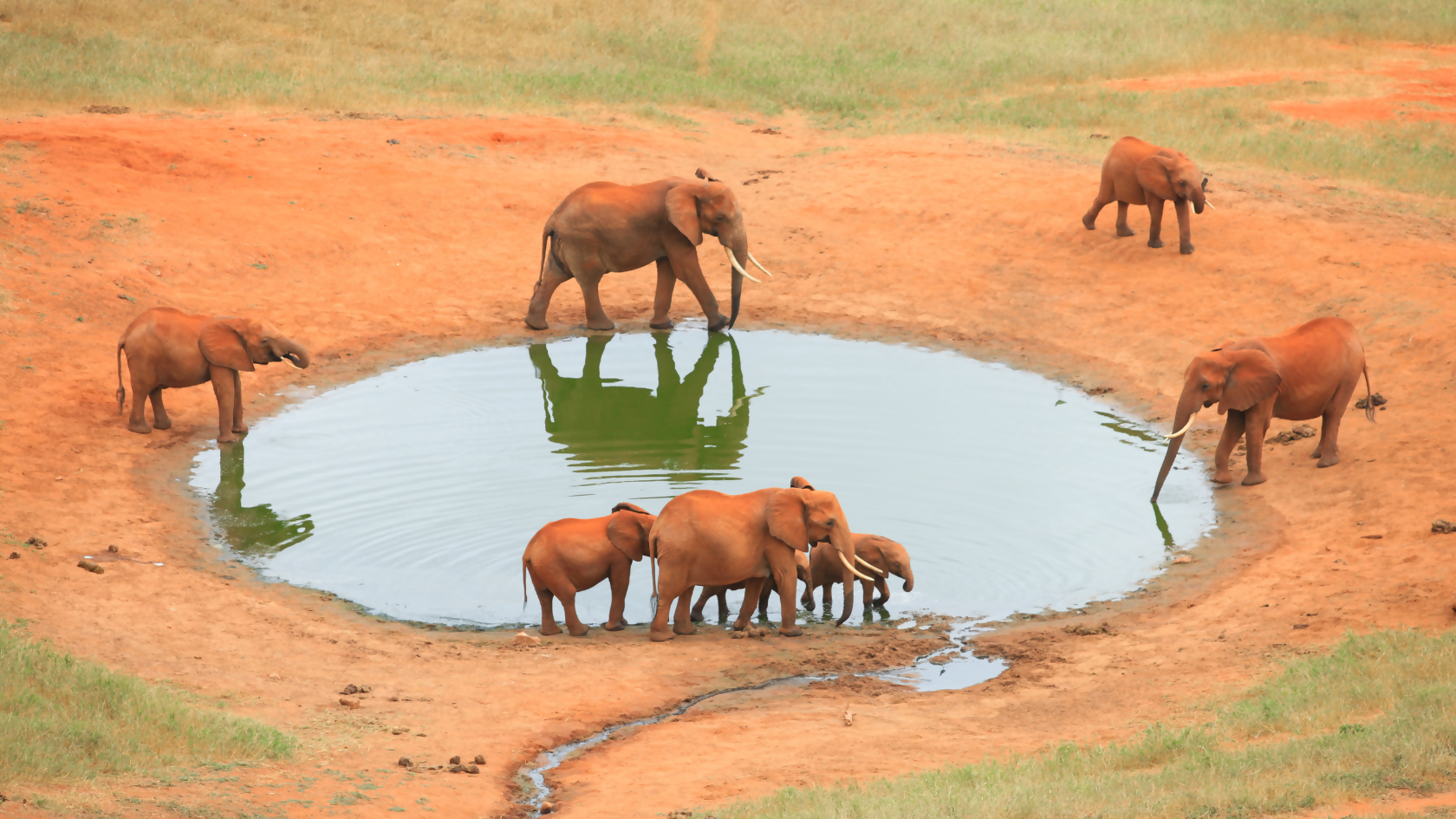 Safari Magic: Africa's Top Spots for Wild Adventures!