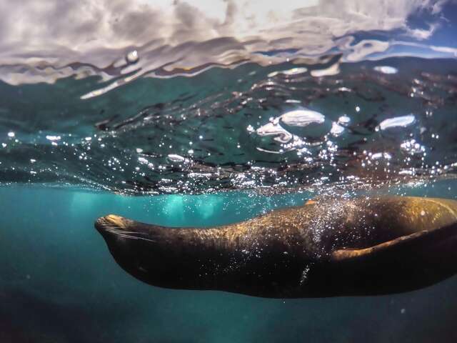 Galapagos Marine Reserve