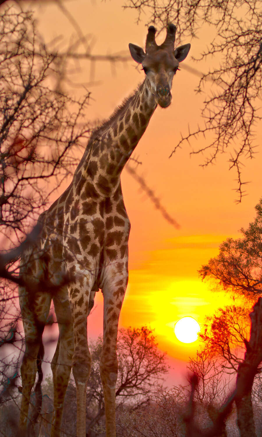 Stellenbosch- Karongwe Game Reserve