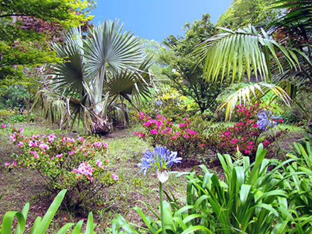 Portugal's Gardens