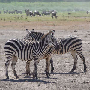 Jewels of Africa