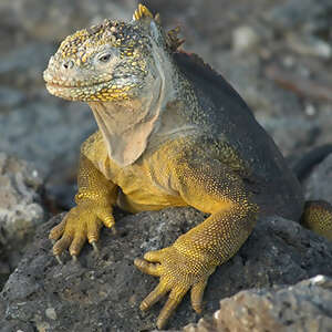 From the Inca Empire to the Peruvian Amazon with the Nazca Lines & Galápagos Cruise