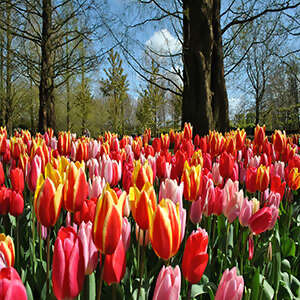 Tulip Time Cruise with 3 Nights Paris for Garden & Nature Lovers