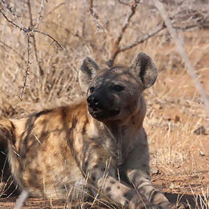 Best of South Africa with Dubai