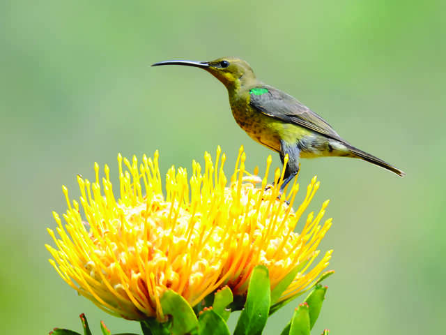 Spectacular South Africa Culture & Nature in Harmony