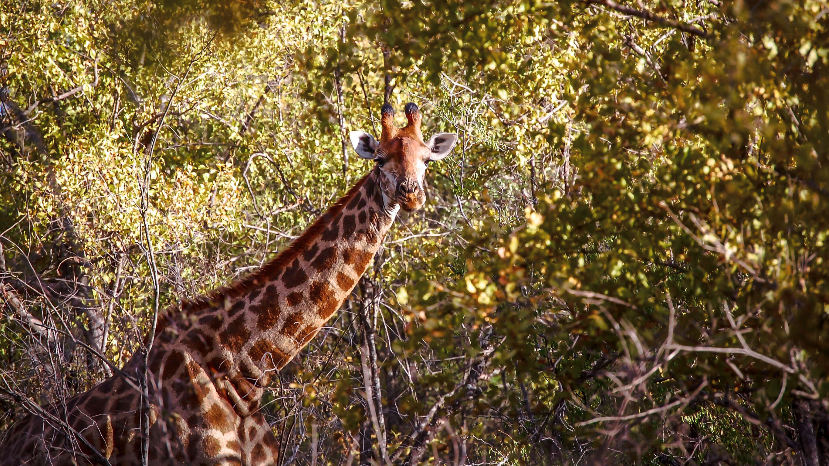 Cape to Kruger Adventure