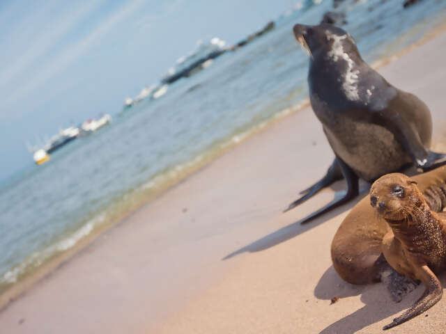 Galápagos Island Hopping
