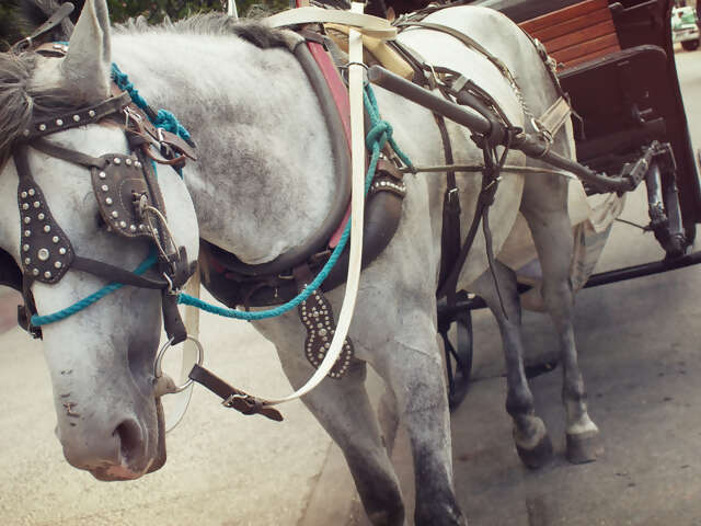 Cuba Family Adventure