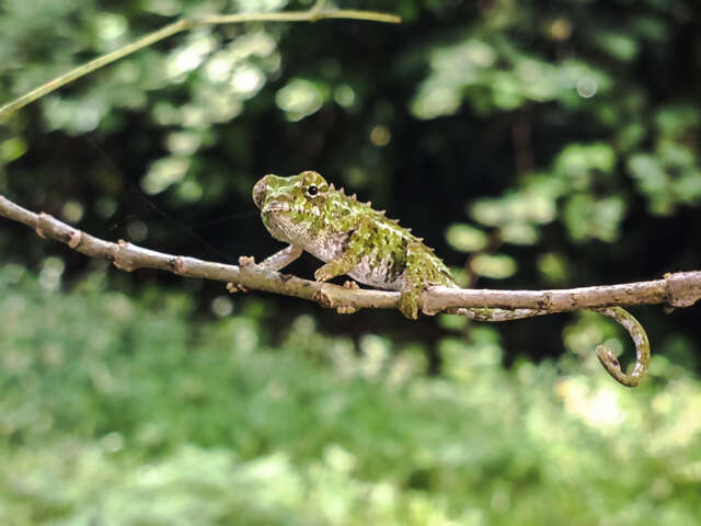 Highlights of Madagascar — Plus