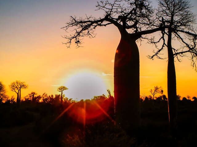 Madagascar - Baobab & Tsingy Explorer