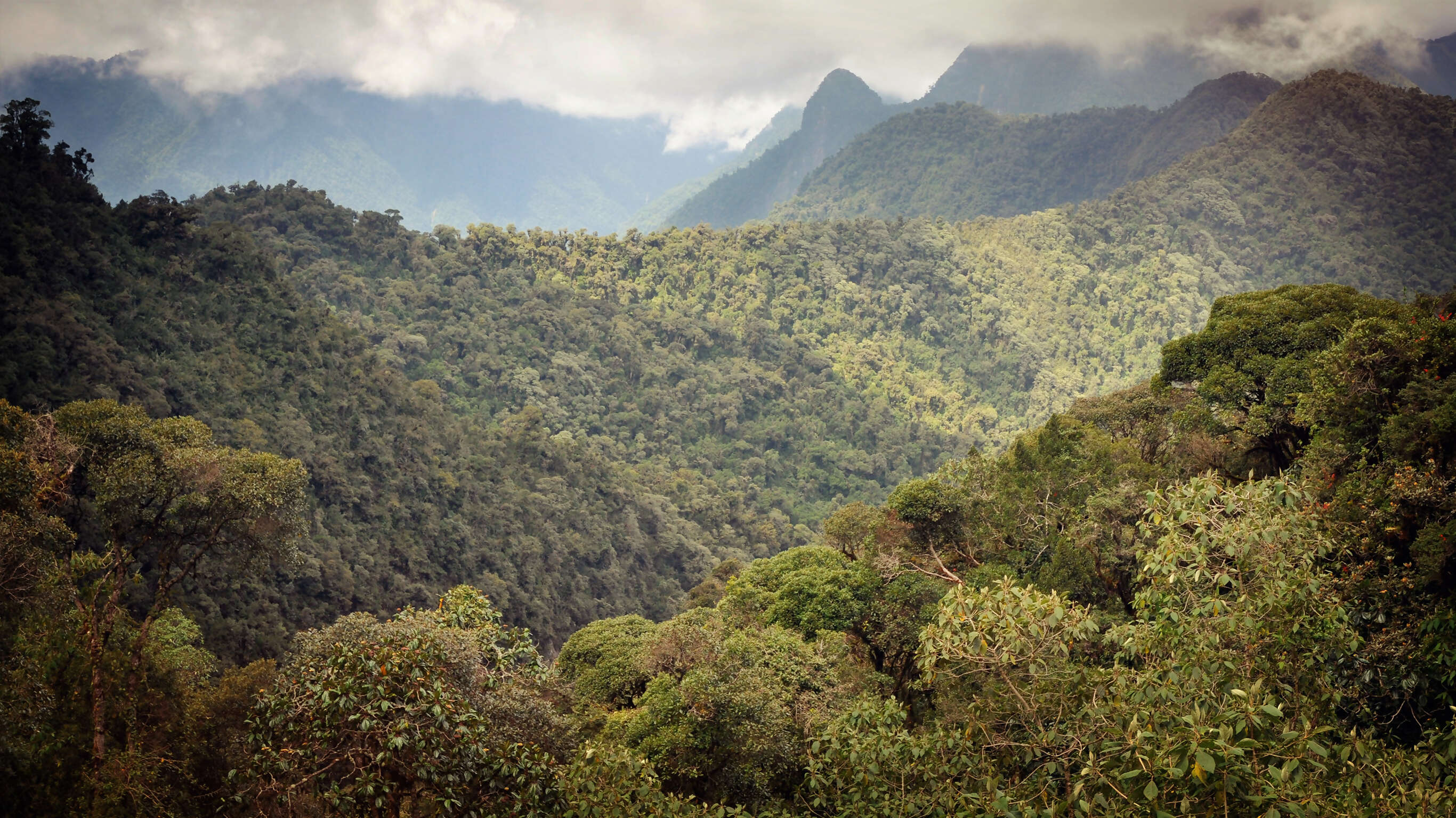Cloud Forest Experience