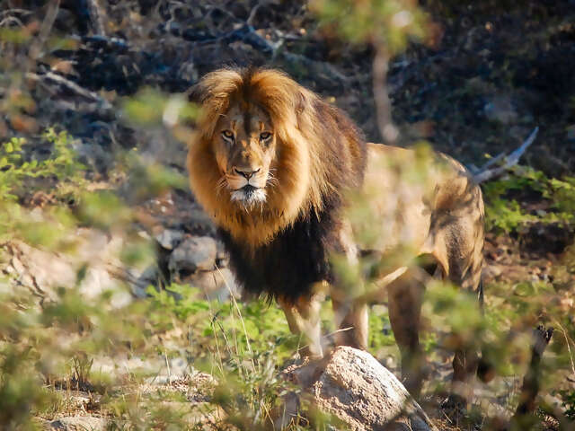 Cape Town, Kruger & Zimbabwe