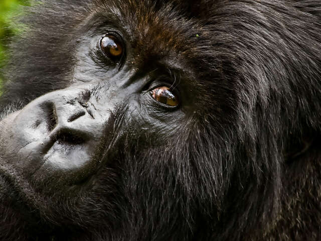 Gorilla Trek Independent Adventure