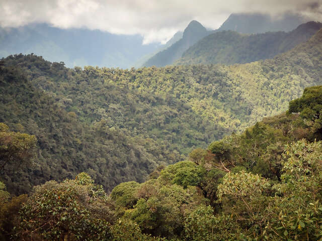 Cloud Forest Experience