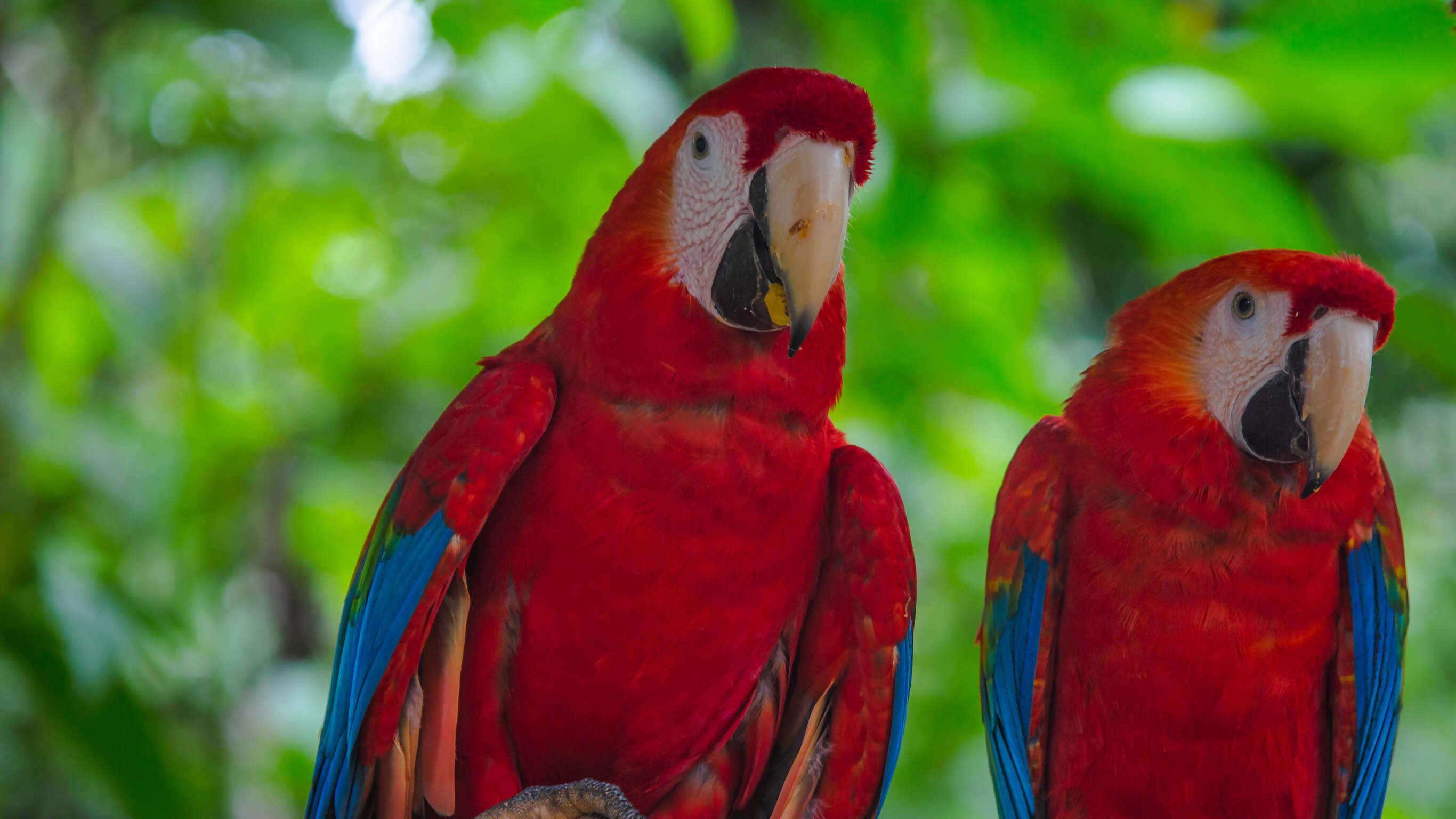 G Lodge Amazon & Camping - 4 Day Independent Adventure