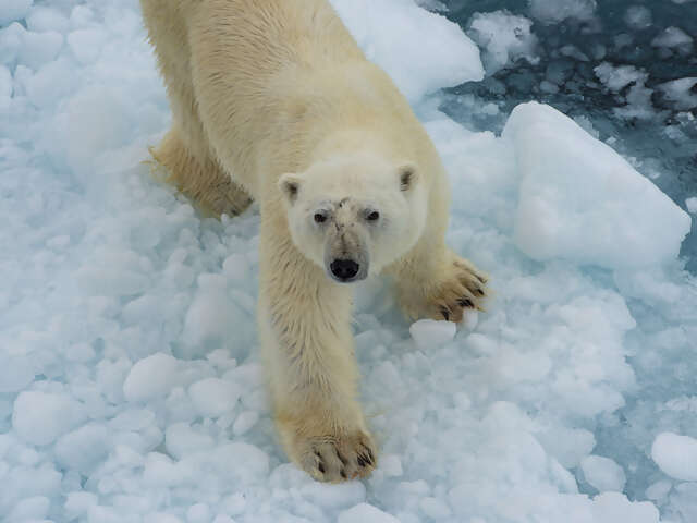 Canadian Polar Bear Experience