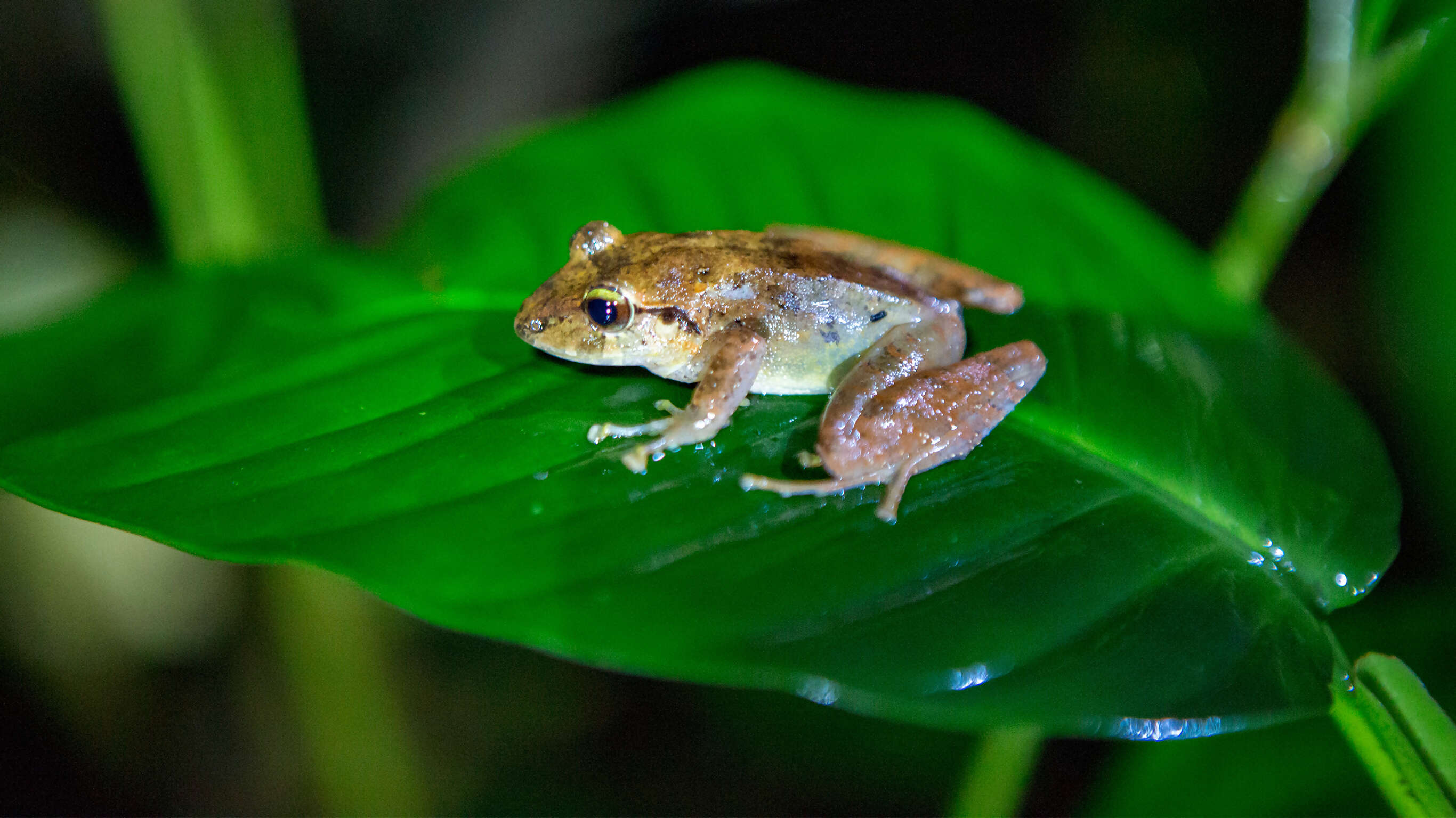 TailorMade Costa Rica: Natural Wonders