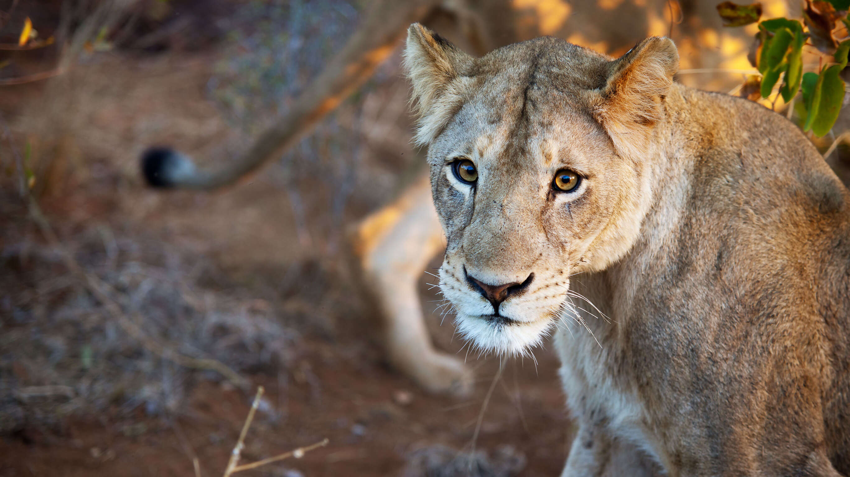 Mozambique, Kruger & Swazi Discoverer