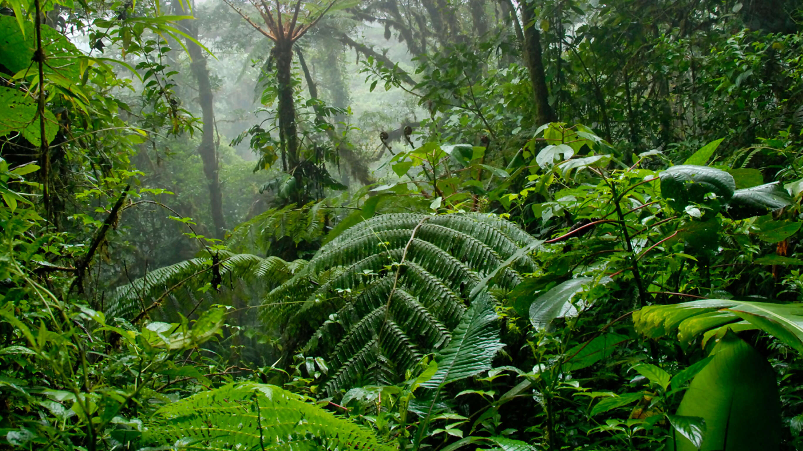 Costa Rica Volcanoes & Cloud Forest Independent Adventure