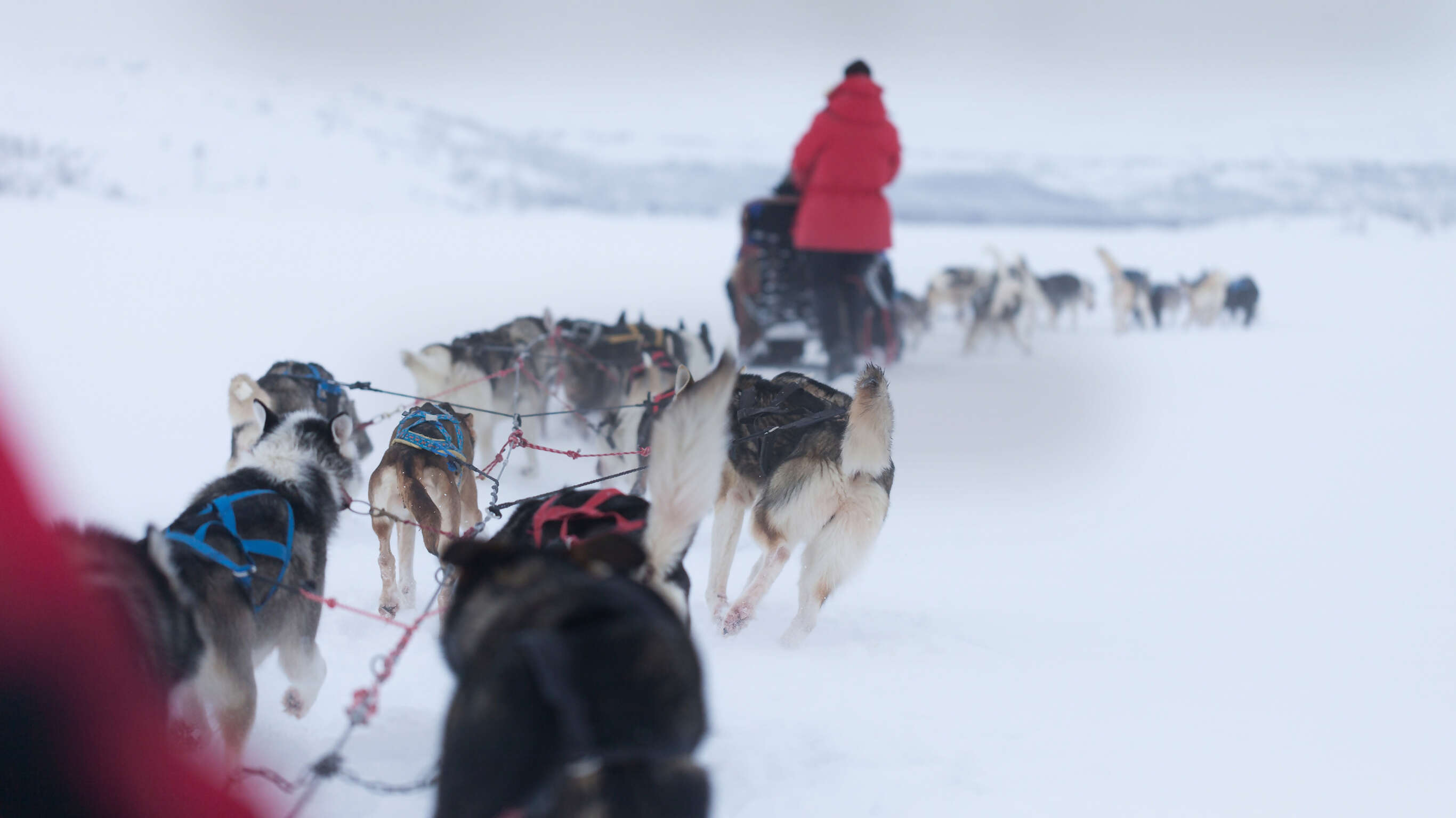 Lapland Active Adventure