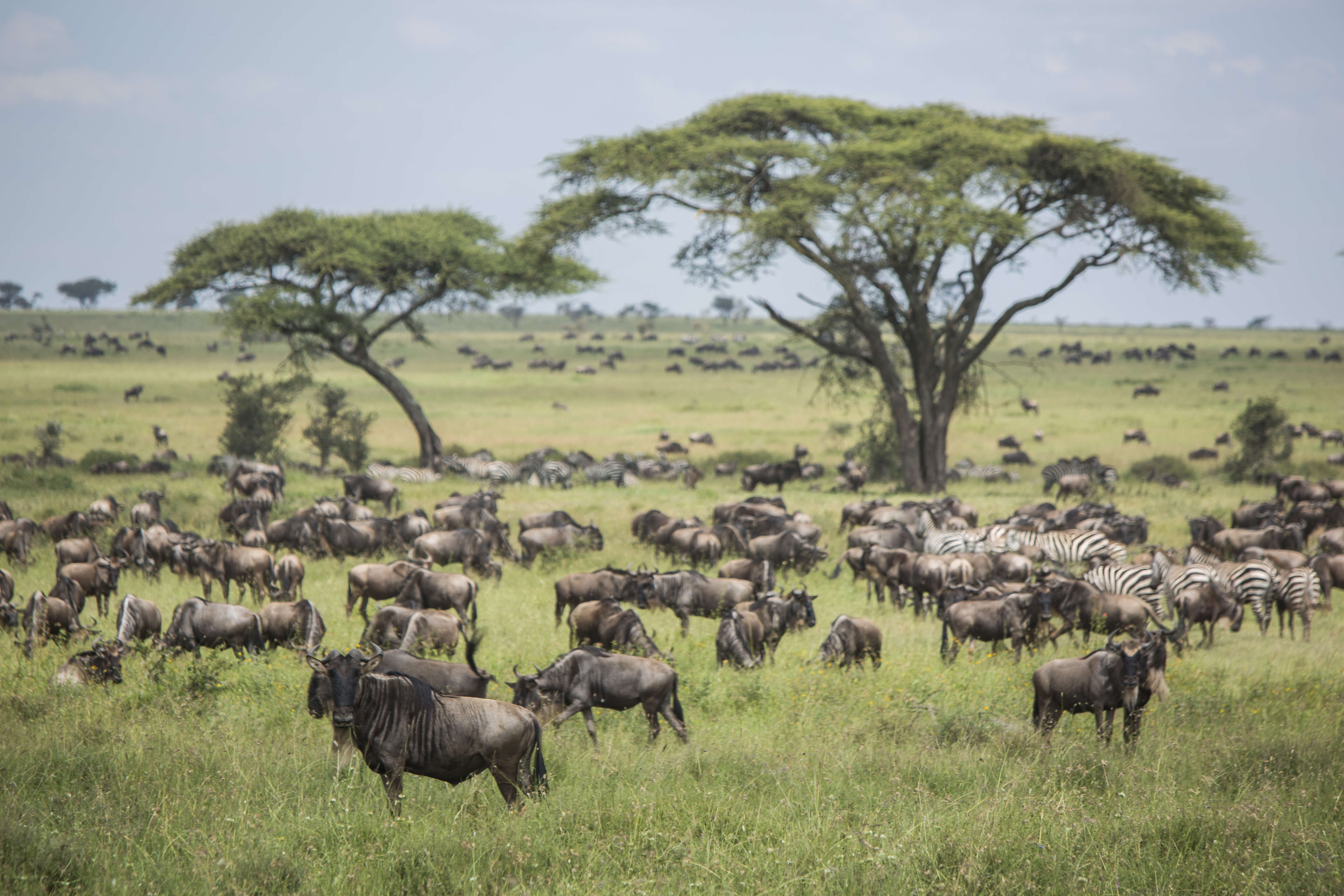 Serengeti Migration Safari
