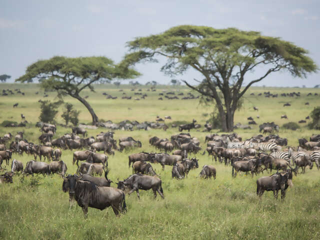 Serengeti Migration Safari