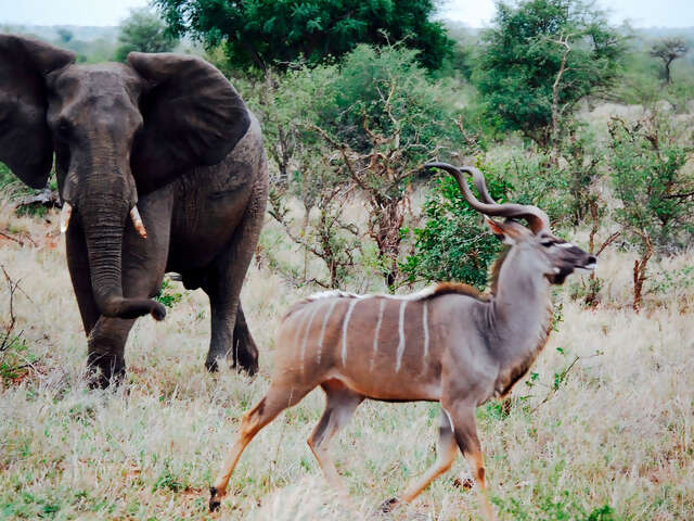 Kruger & Victoria Falls Upgraded Adventure