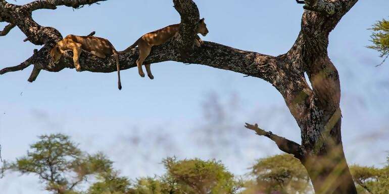 Nairobi to Cape Town Overland Safari & Participation Camping