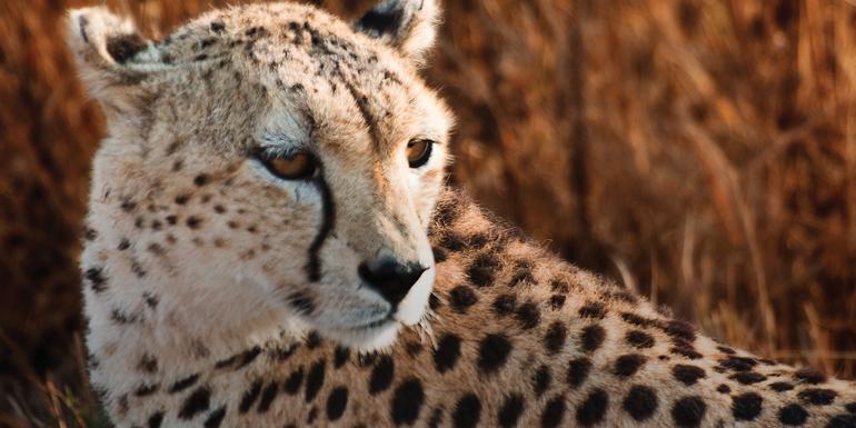 East Africa: Safari Drives, Mountain Hikes & Chimp Trekking