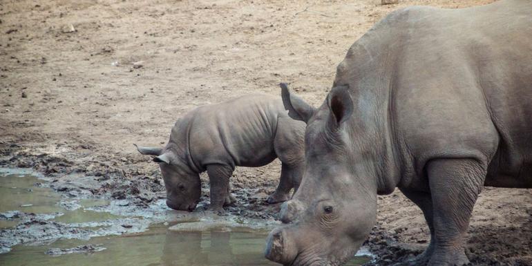 Southern Africa Overland Safari & Participation Camping