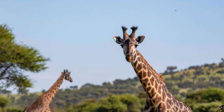 Zimbabwe to Kenya Overland Safari & Participation Camping