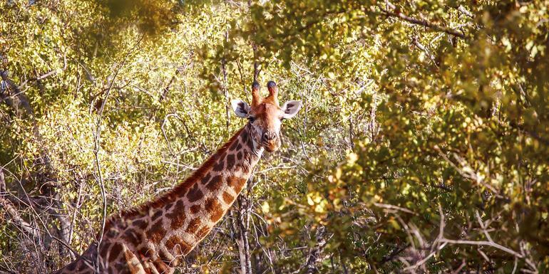 South Africa & Zimbabwe Discovery: Kruger to Victoria Falls