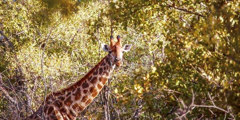 South Africa & Zimbabwe Discovery: Kruger to Victoria Falls