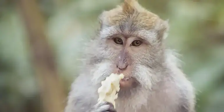 Ubud to Lombok: Temples, Jungles & Island Vibes