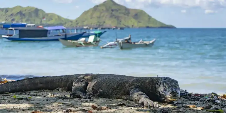 Bali to Flores: Trails, Tribal Villages & Dragon Lagoons