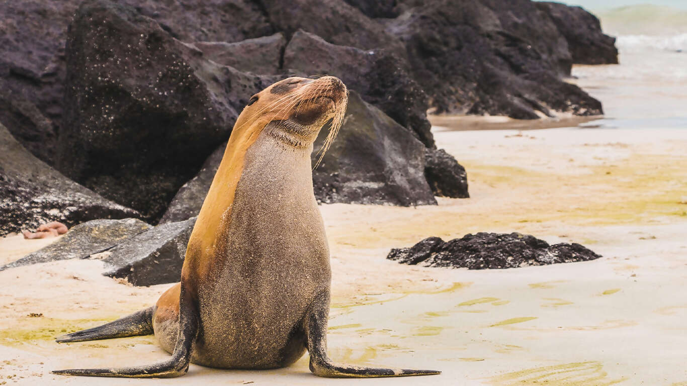 Machu Picchu & Galapagos Wonders featuring a 4-Night Cruise