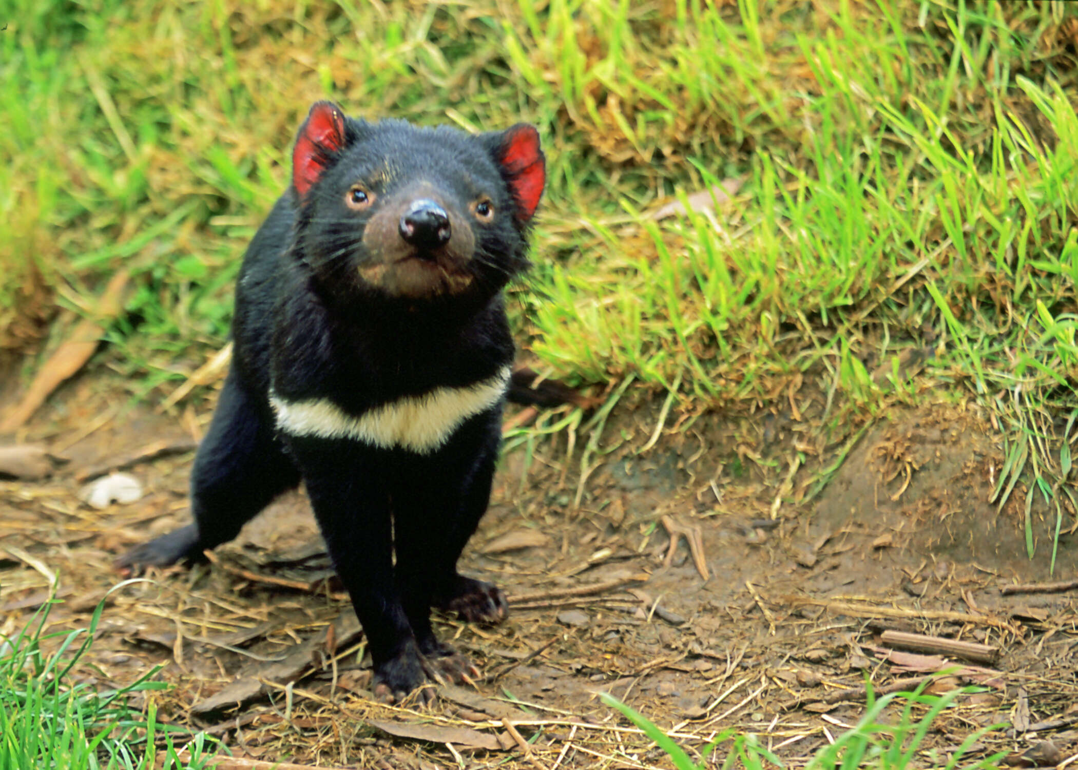 The Complete South Pacific