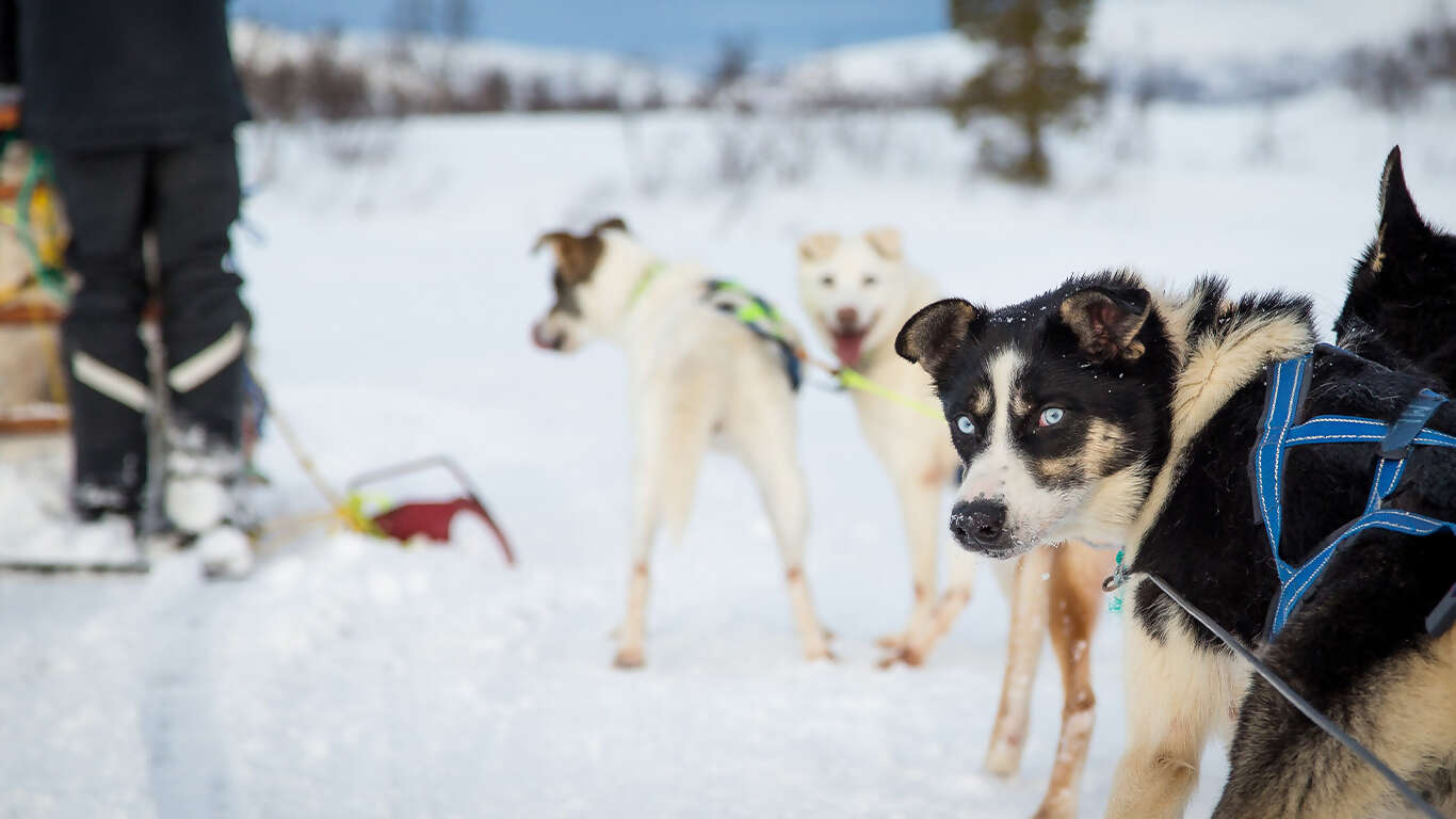 Alaska's Northern Lights featuring the Alaska Wildlife Conservation Center